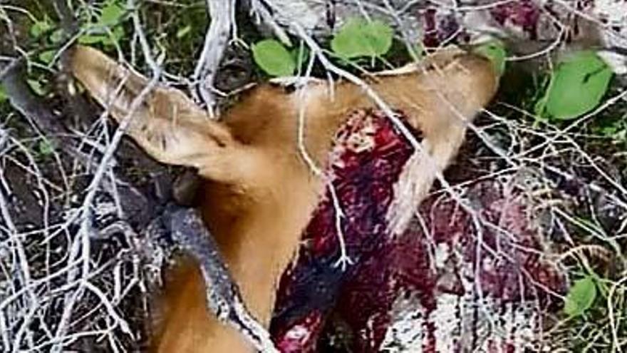 Cadáver de una cabra salvaje abatida en el Valle de Agaete.