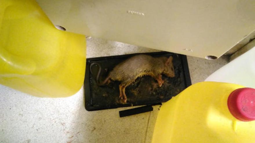 Uno de los roedores atrapados en las dependencias de El Chapatal.