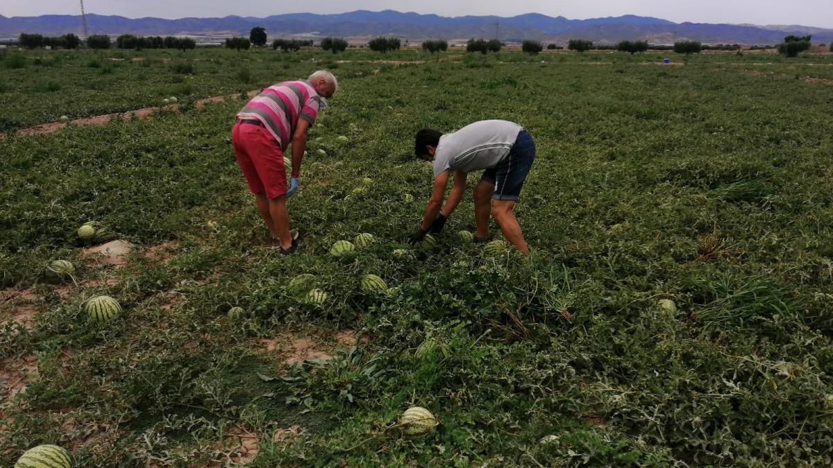 En pie de guerra contra el robo de sandías en Lorca