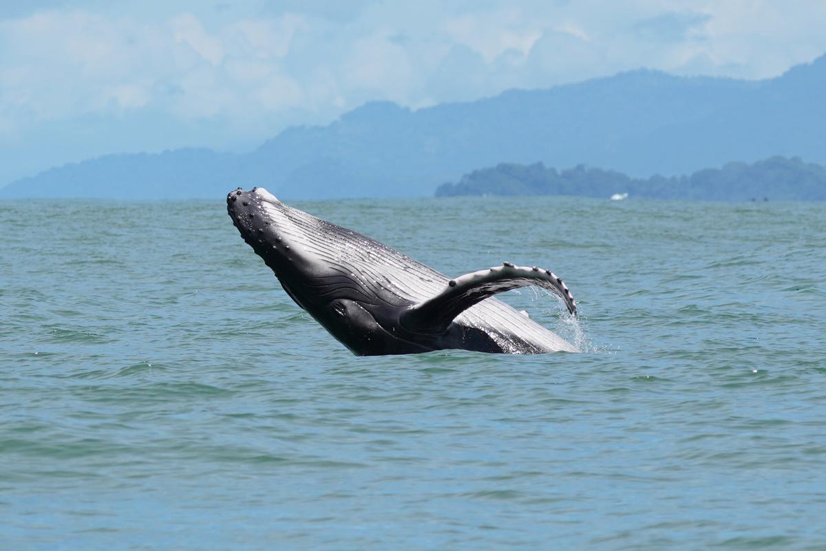 Bahía Drake, en la Península de Osa, es uno de los mejores lugares del mundo para ver ballenas jorobadas