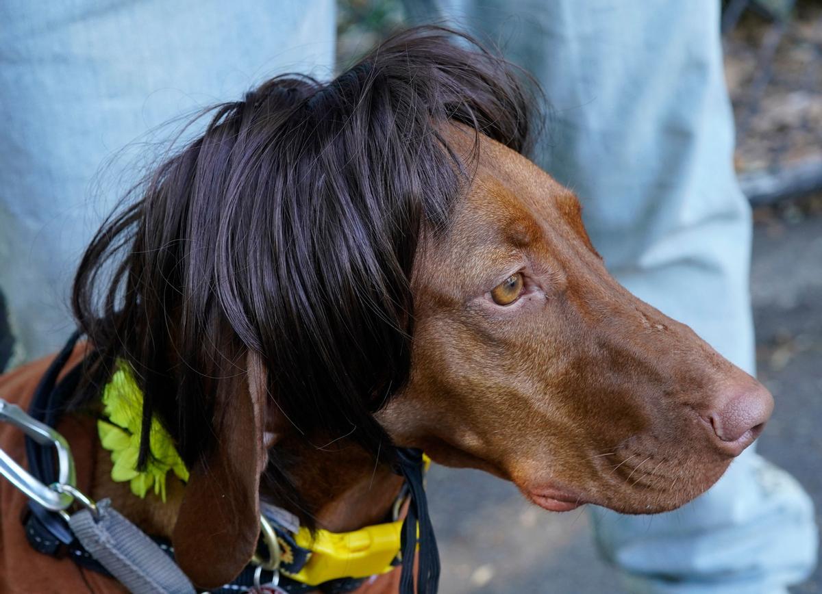 Desfile de disfraces de Halloween para perros en Nueva York