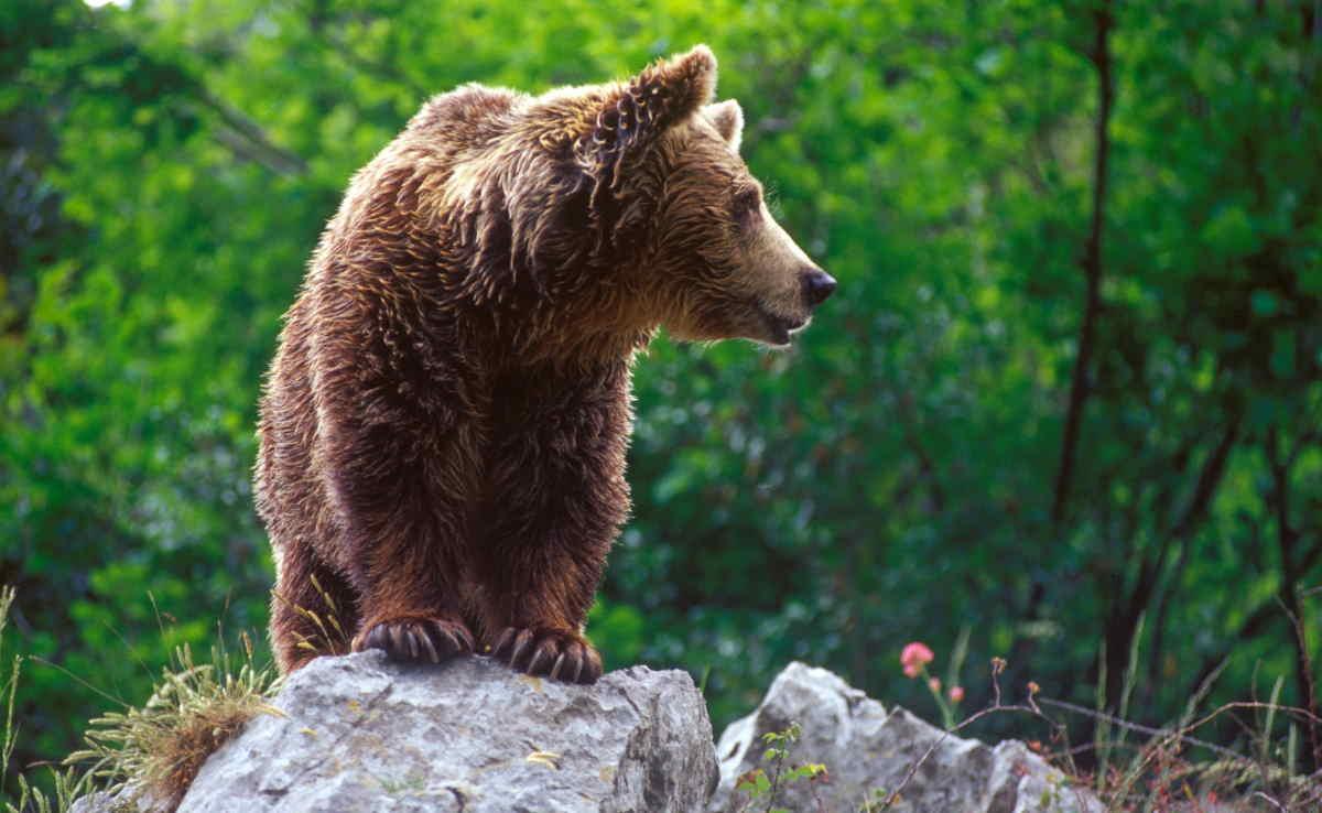 Oso pardo