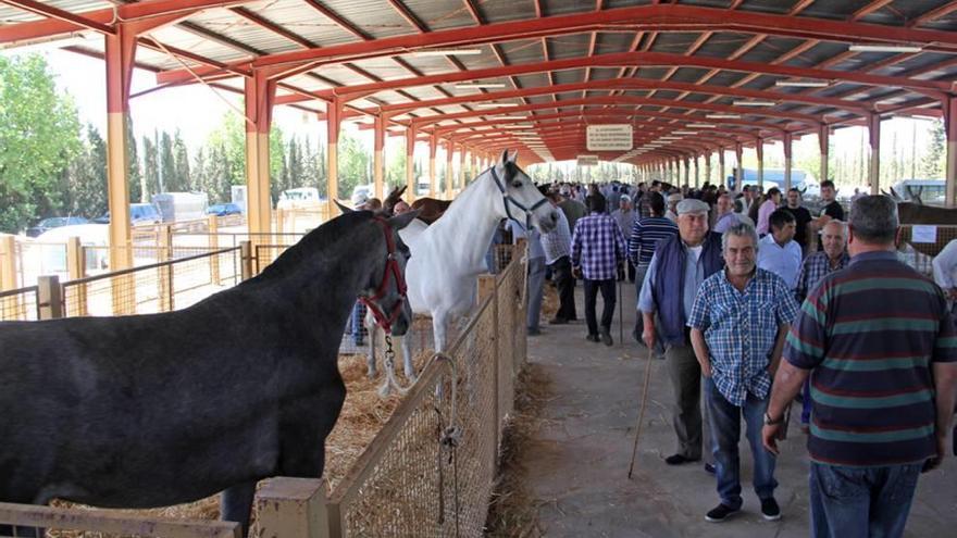 La Feria de Ganado reunirá más de 500 animales