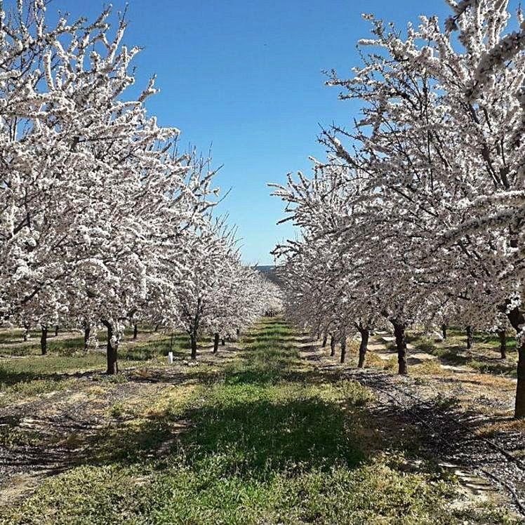 Explotación de almendros en la provincia de Córdoba. La digitalización posibilita controlar el uso del agua.