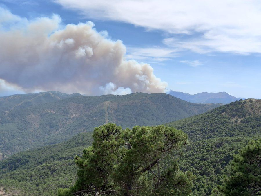 Incendio forestal en el paraje La Resinera de Pujerra