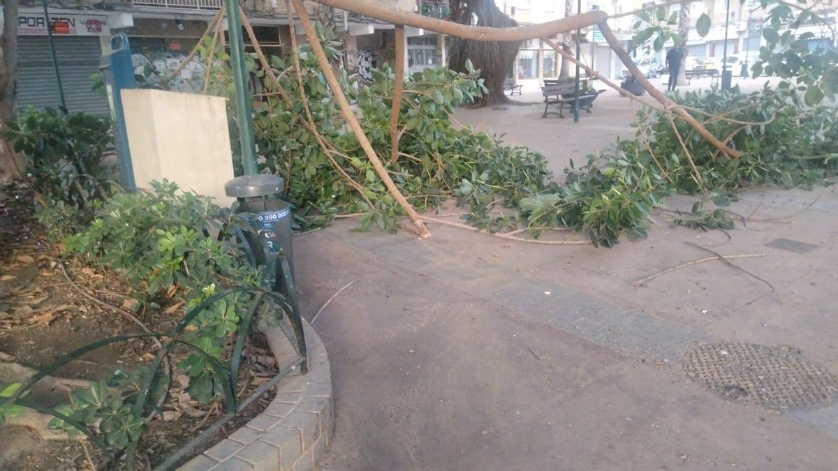 Estado del ficus tras la caída de la rama, esta mañana.