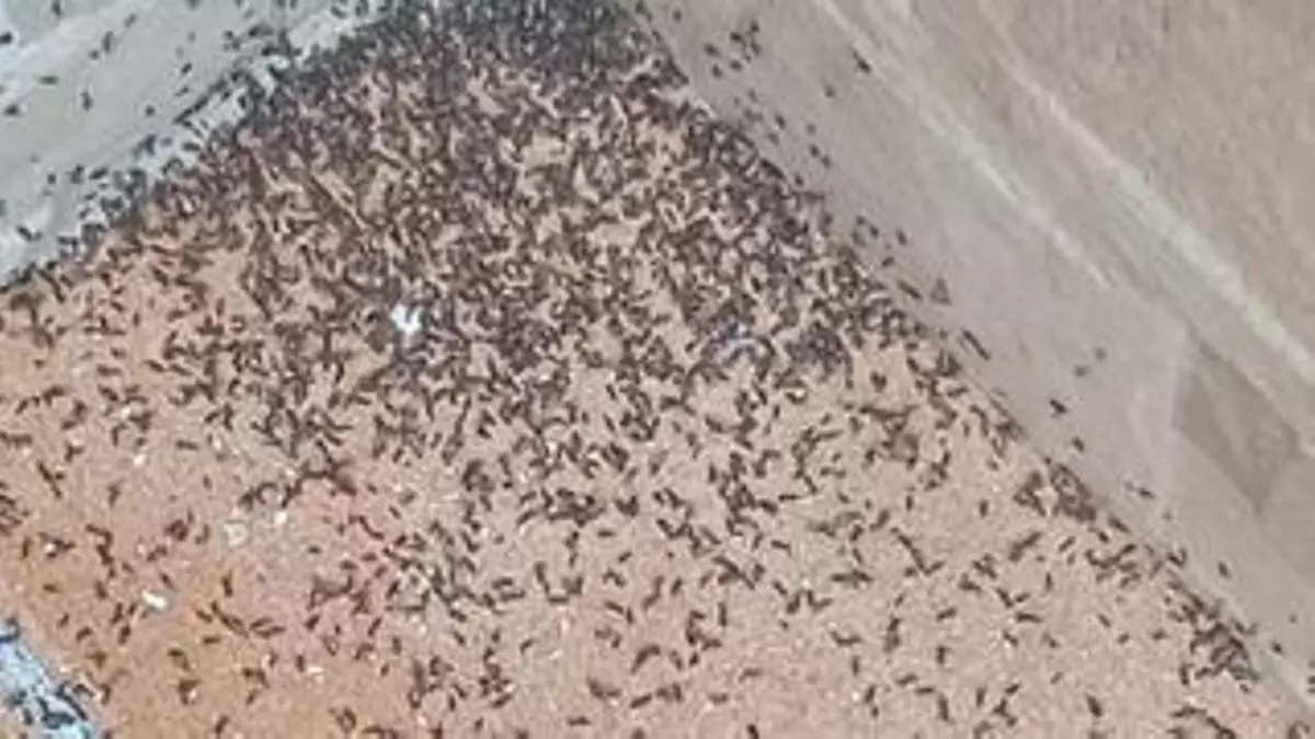 La plaga de milpiés afecta a varios municipios valencianos