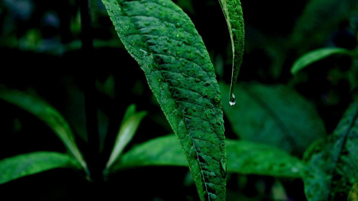 Descubrimiento revolucionario: fotosíntesis artificial para cultivar sin luz
