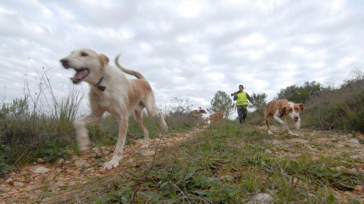 Un cazador con sus perros en una imagen de archivo.