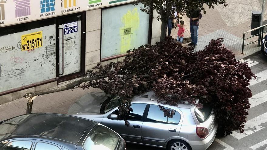 El viento derriba un árbol sobre un coche aparcado en Ronda del Carmen, en Cáceres