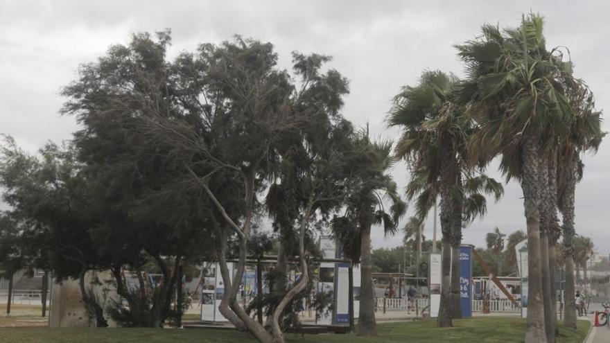 València cierra todos sus parques por el temporal