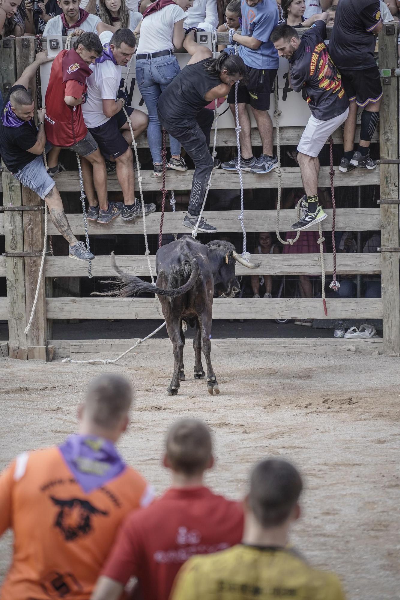 Correde bou de Cardona: imatges de la segona jornada