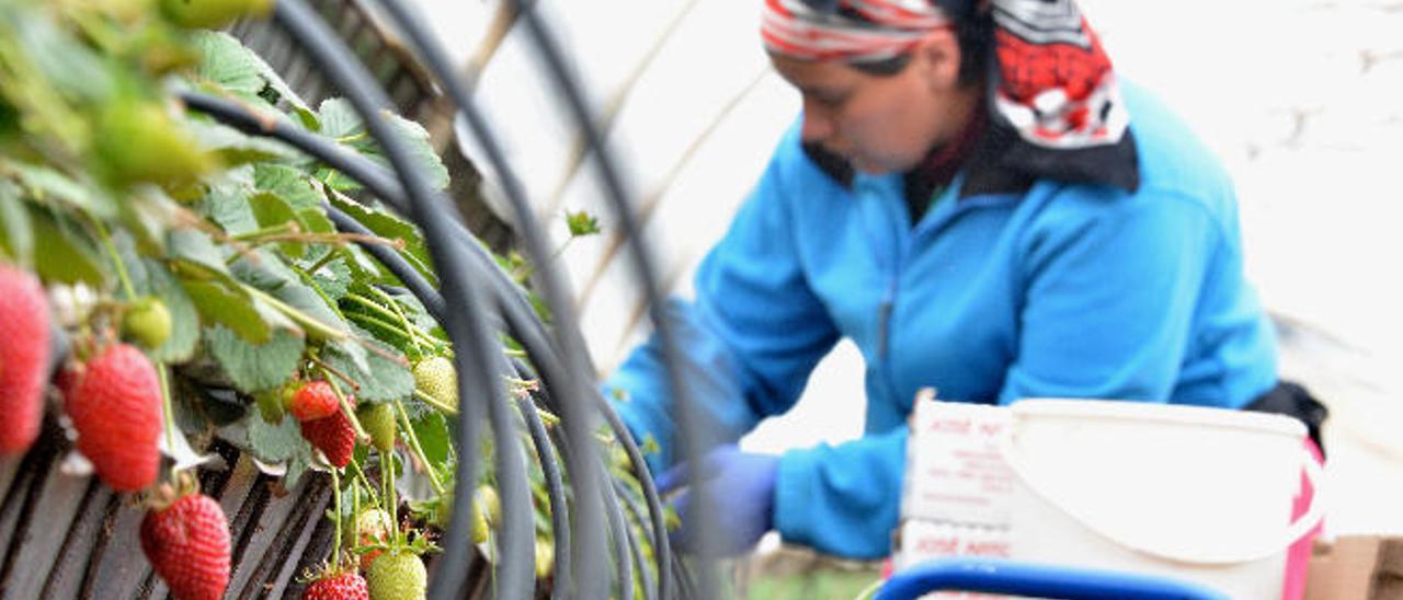 Los productores locales exigen que se grave la entrada de fresa foránea