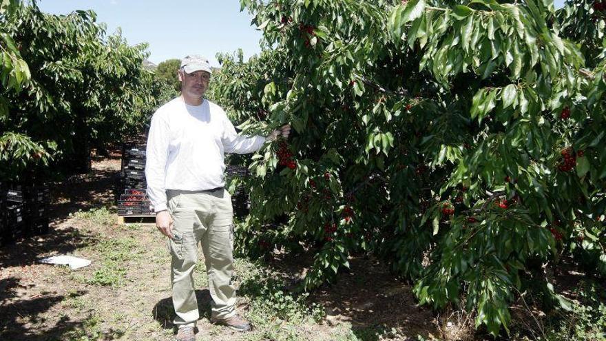 Los parados de la hostelería suplen a los jornaleros para recoger la fruta en Aragón