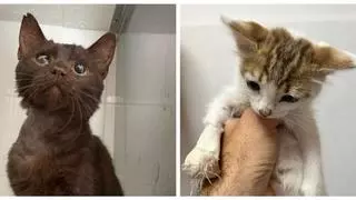 Xatigats propicia 25 adopciones y 78 esterilizaciones