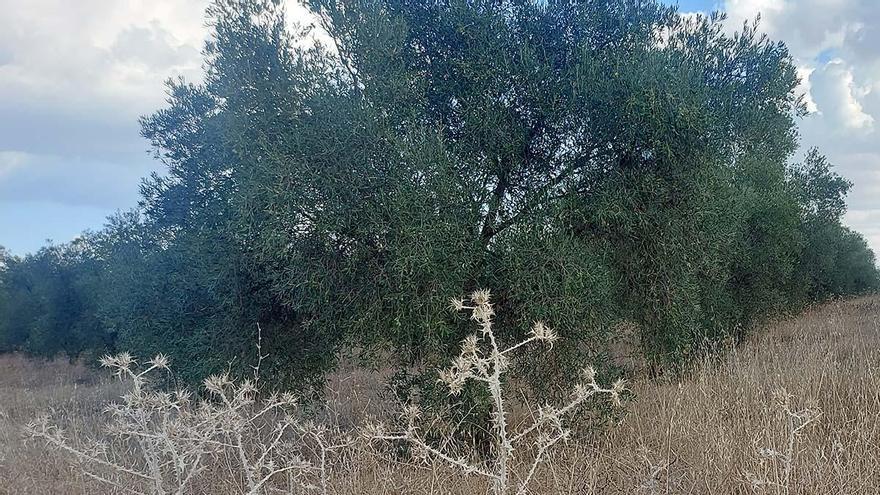 La Comunidad de Labradores de Almendralejo alerta de una crisis agraria sin precedentes que impacta en los ciudadanos