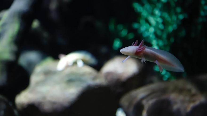 Nueva instalación en el Acuario de Zaragoza impulsada por Global Omnium.