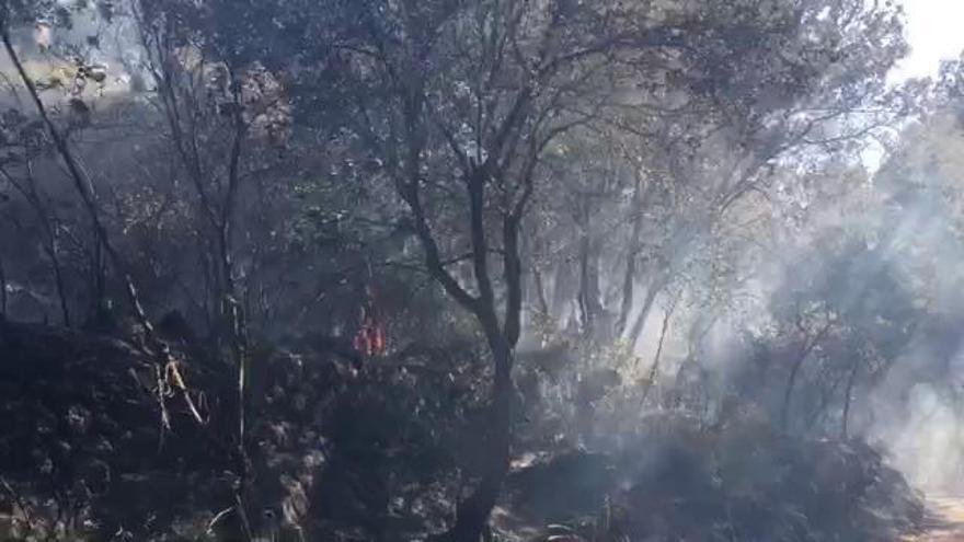 Waldbrand bei Puigpunyent auf Mallorca