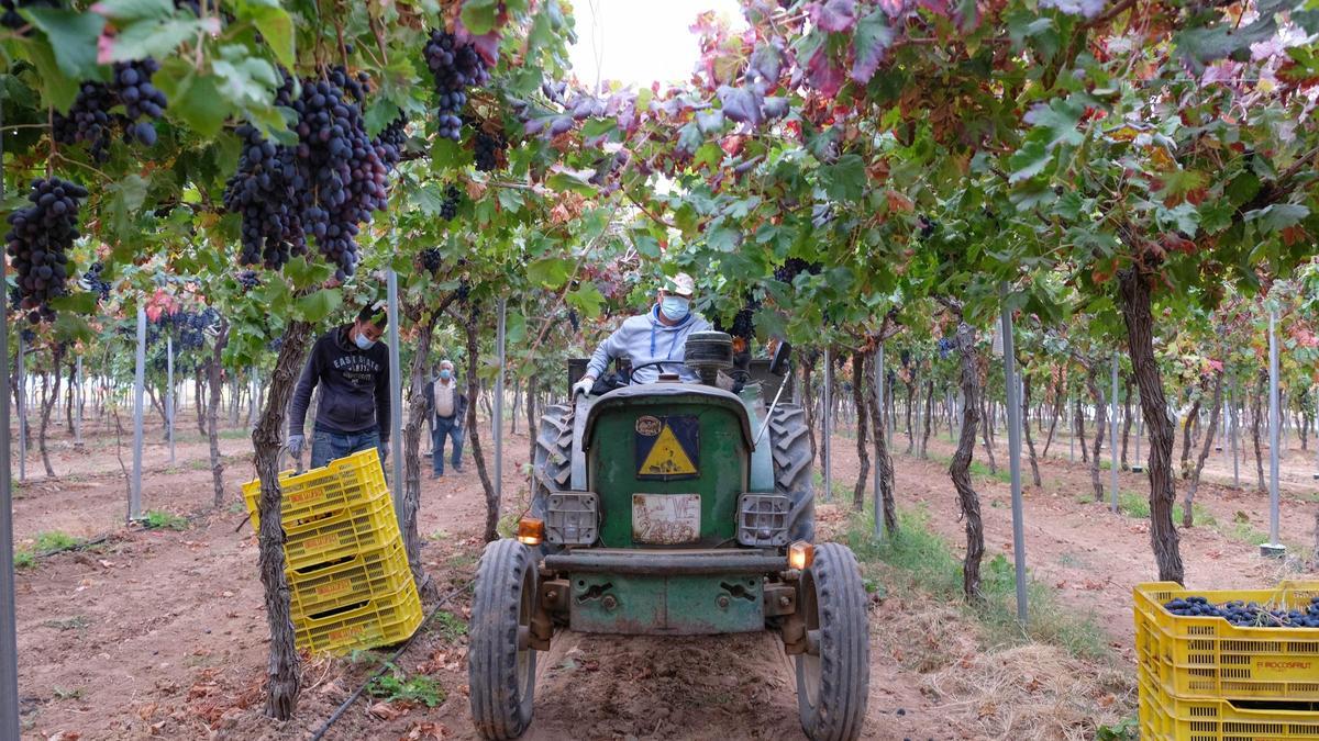 Finca de producción de  uva ecológica en  Pinoso.