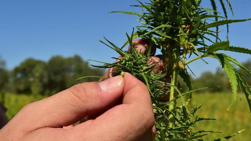 El cultivo de cáñamo como alternativa al cambio climático y al declive del ecosistema