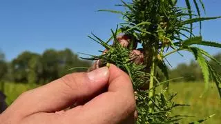 El cultivo de cáñamo como alternativa al cambio climático y al declive del ecosistema