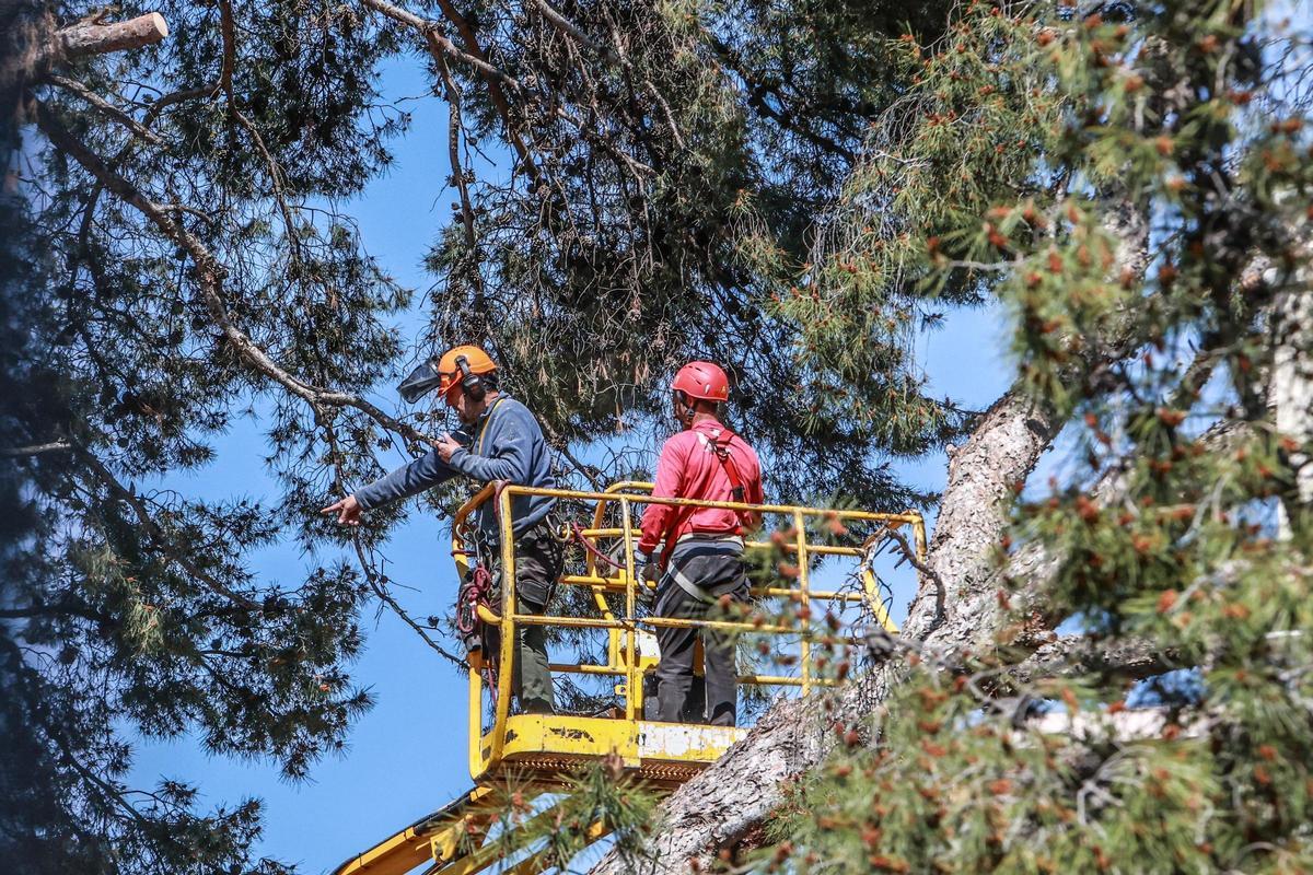 Trabajos de adecuación del Jardín de la Música tras los daños causados por los temporales