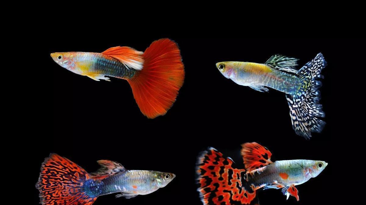 LA GUÍA PARA ELEGIR A TU MASCOTA