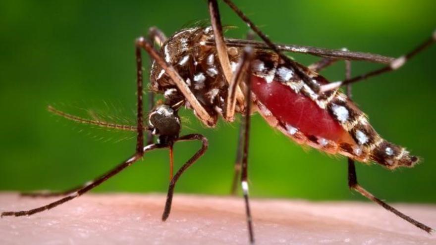 La UMH encuentra una diana contra un virus que ya está en España por culpa del mosquito tigre
