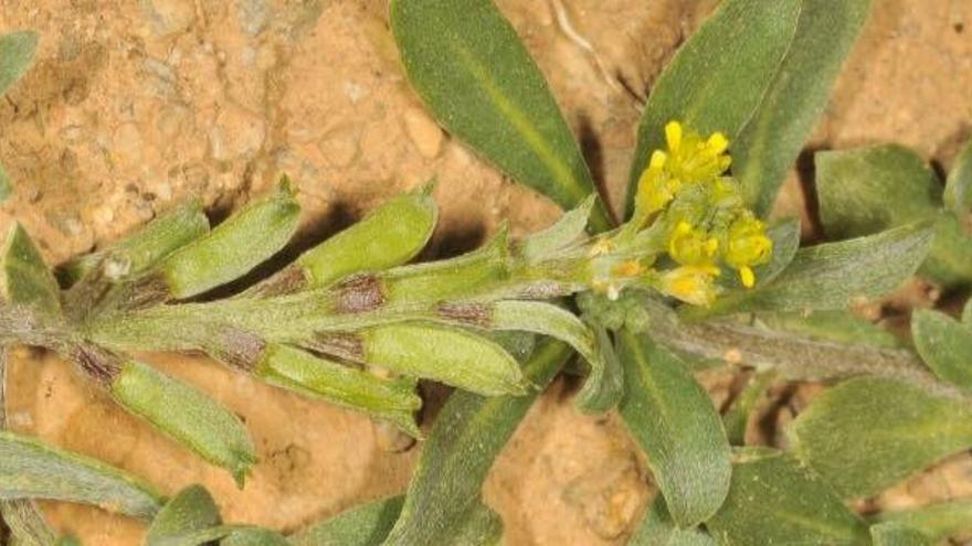 Hallan una planta que se creía extinta