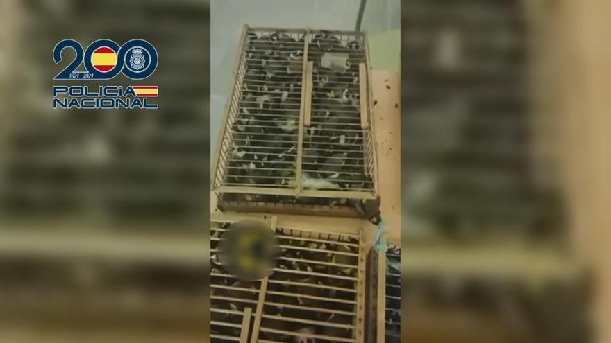 Interceptados 400 jilgueros robados en Lorca antes de ser transportados a Francia para su venta ilegal