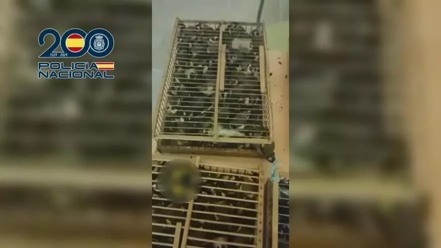 Interceptados 400 jilgueros antes de ser transportados desde la Región a Francia para su venta ilegal