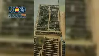 Interceptados 400 jilgueros robados en Lorca antes de ser transportados a Francia para su venta ilegal
