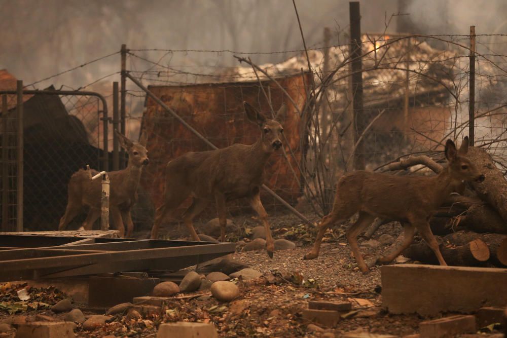 Incendis forestals a Califòrnia