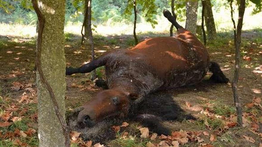 Uno de los caballos muertos en San Breixo. // G. Santos