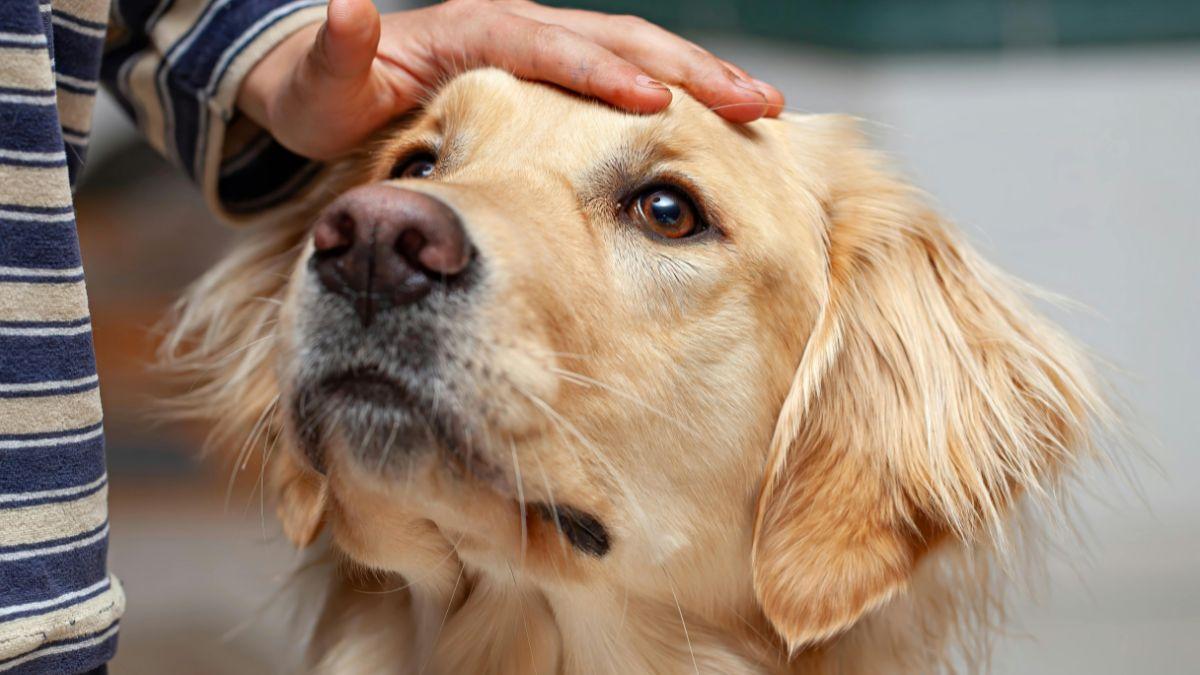 La Ley de Bienestar Animal establece nuevas normas sobre cómo ceder y/o adoptar animales