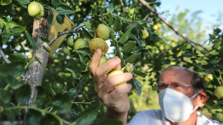 El sabor del final del verano: agricultores de la Vega Baja llevan de la huerta doméstica a la producción comercial el cultivo del jínjol