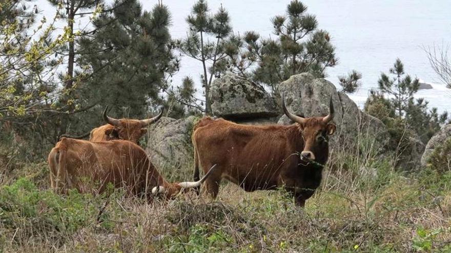 Las vacas cachenas, de poderosa cornamenta, andan sueltas por los montes de San Vicente de O Grove.