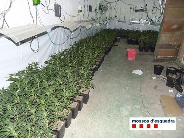 Localitzen 2.271 plantes de marihuana a l''Alt Empordà
