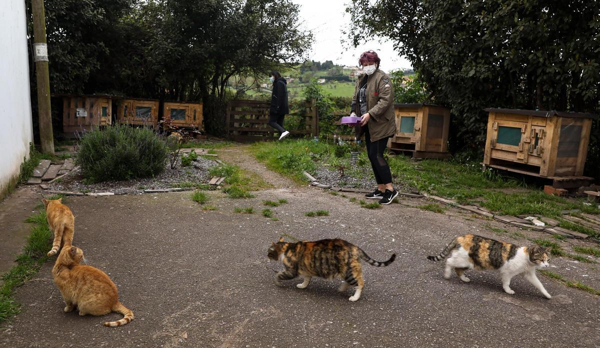 Atención en una colonia de gatos.