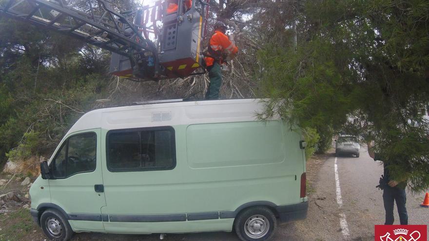 La caída de un pino de 15 metros en la Cala de Sant Vicent moviliza a bomberos y a la Policía Local