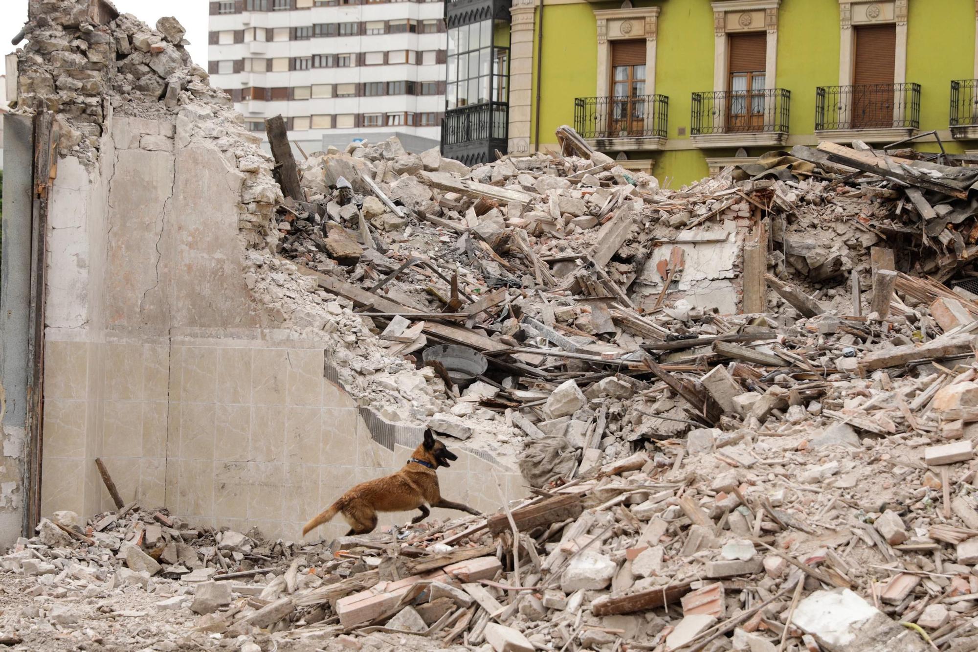 El entrenamiento de la Unidad Canina de Rescate del Principado en Gijón, en imágenes