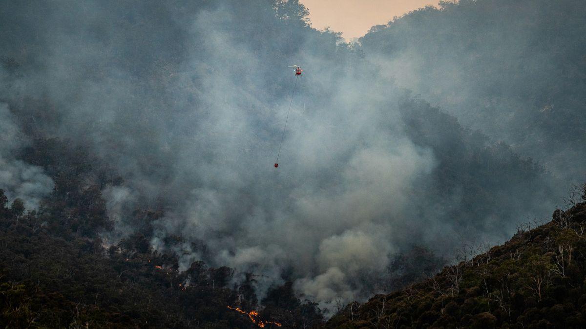 La exposición a las partículas contaminantes del humo se asocia con un descenso del número y la abundancia de especies en la primavera siguiente.