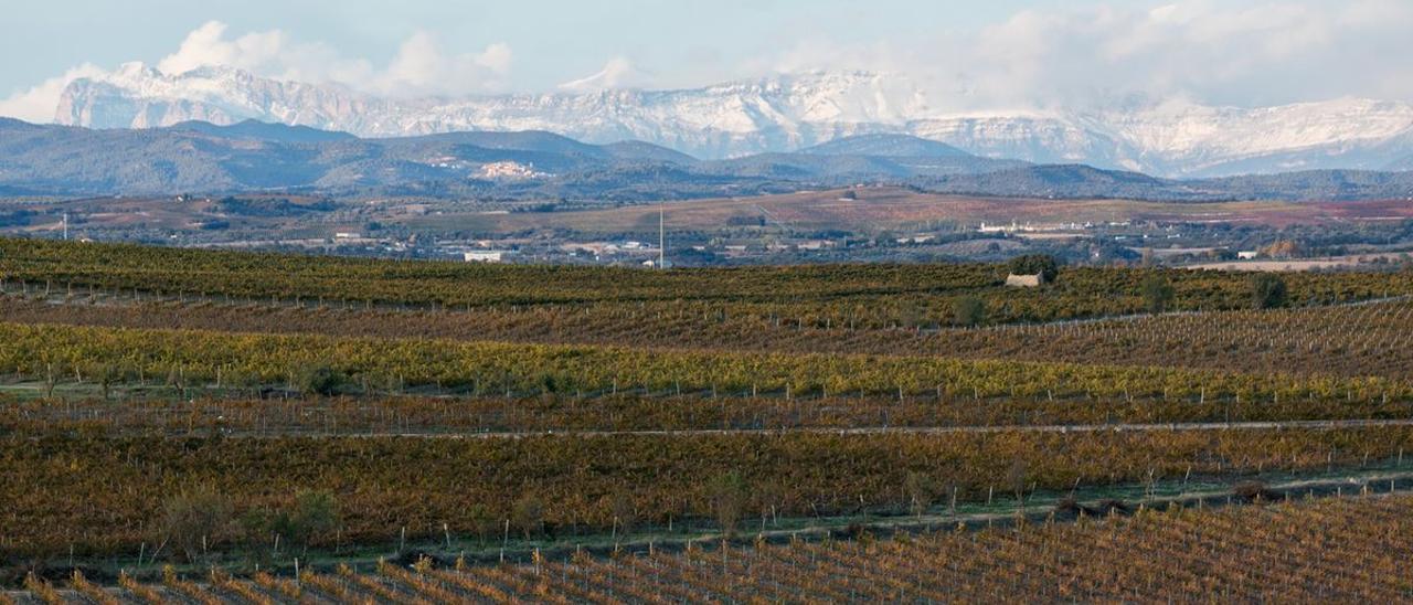 Campos de la bodega Laus en Alto Aragón.