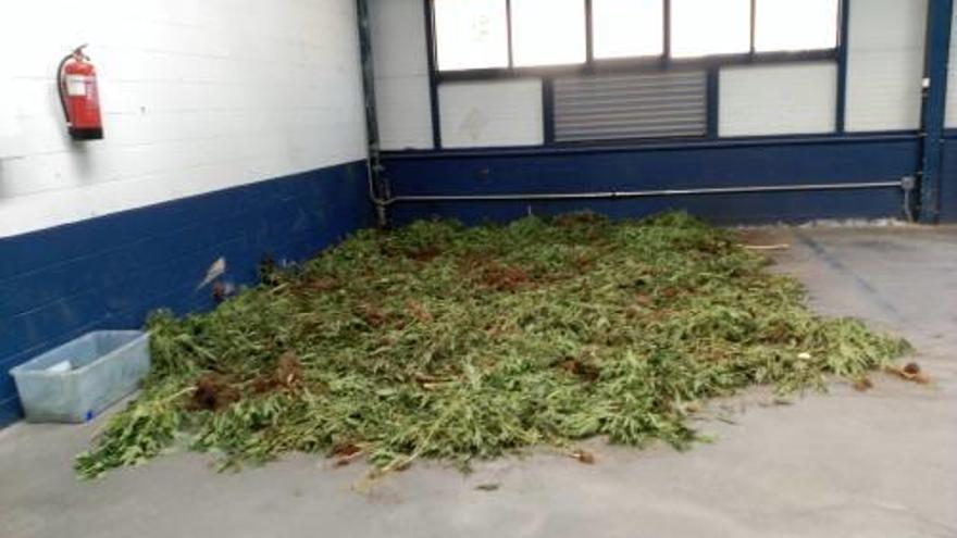 Marihuana acumulada al garatge de la comissaria d&#039;Olot.