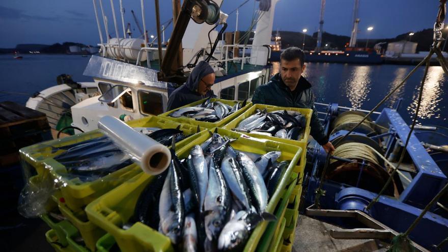 Descarga de cajas de xarda recién pescada en el puerto de Avilés. | Miki López