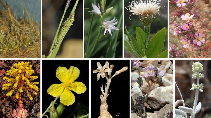 La Universidad de Alicante describe 11 de las 40 nuevas plantas descubiertas por botánicos españoles en 2023