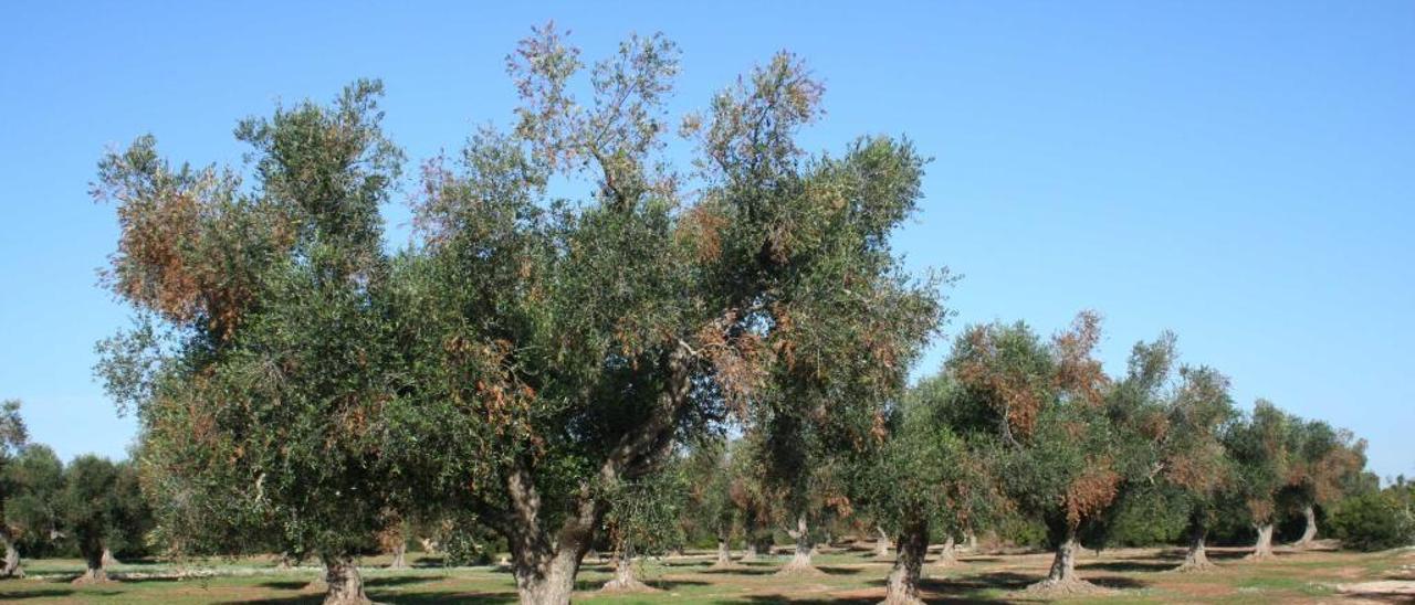 Olivos dañados por la Xylella en el sur de Italia.