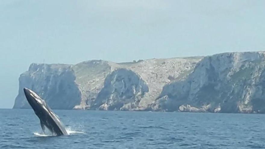 Los expertos alertan en Dénia de la mortandad de rorcuales al chocar con barcos