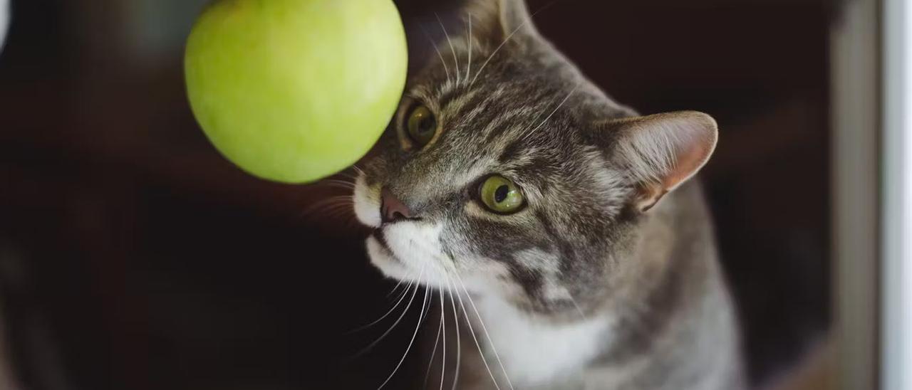 Un gato jugando con una fruta