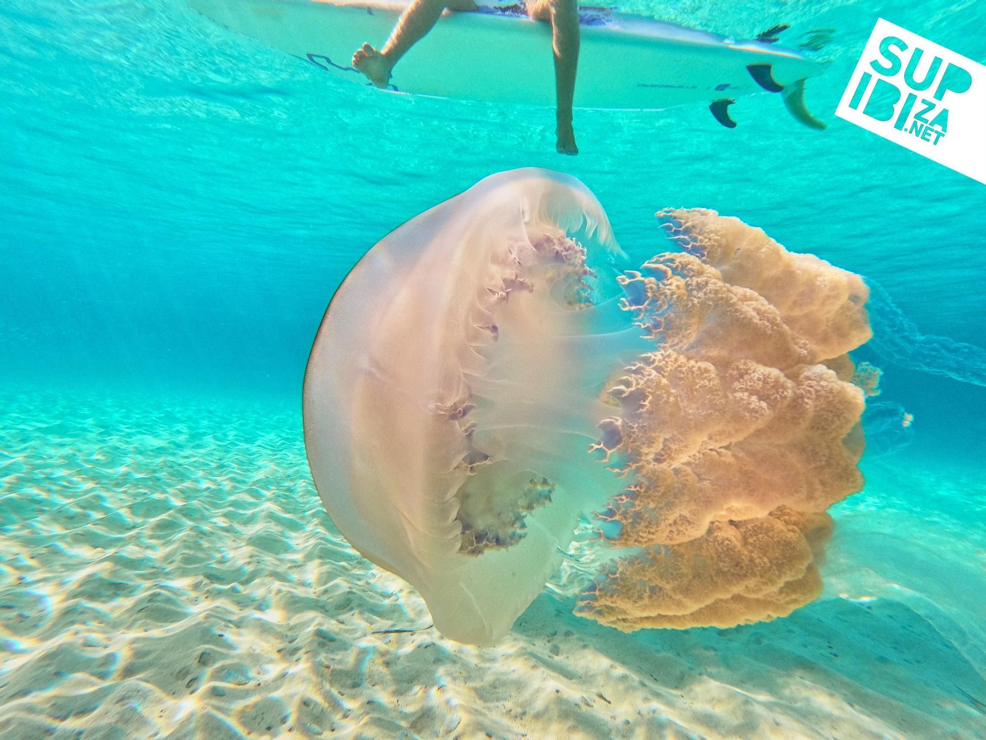 Un grup de turistes es troba meduses i s'enregistra amb elles